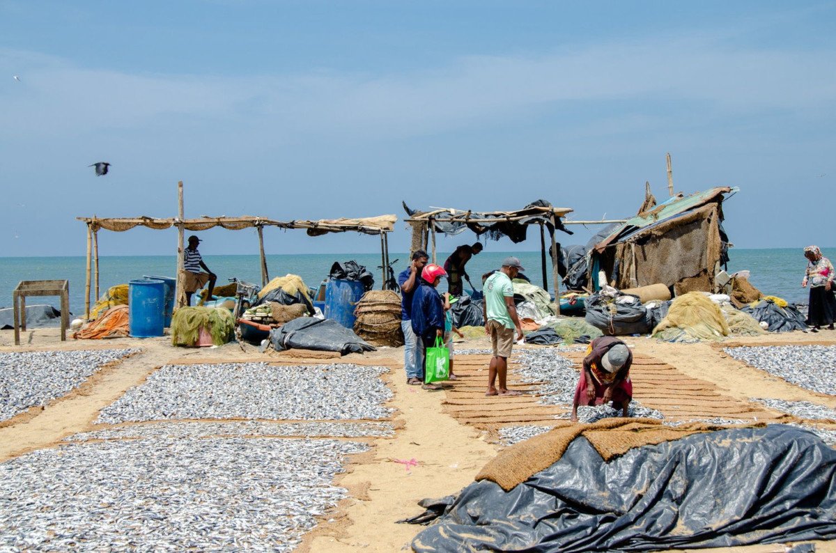 Le marché aux poissons de Negombo