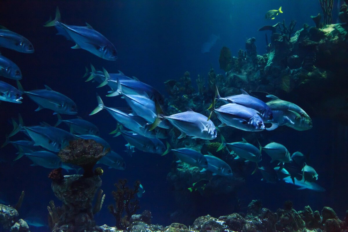 L’Aquarium de La Rochelle