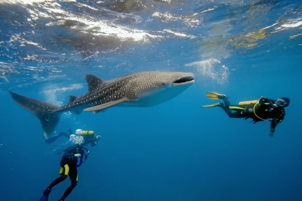 Plongée avec des requins baleines