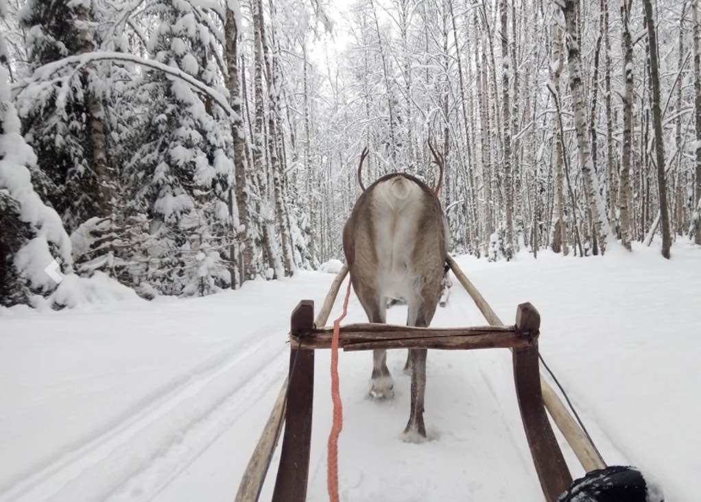 activite-motoneige-rovaniemi-et-ferme-des-rennes-avec-guide-francophone