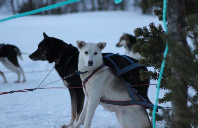 balades-chiens-de-traineau-en-autonomie-tromso-