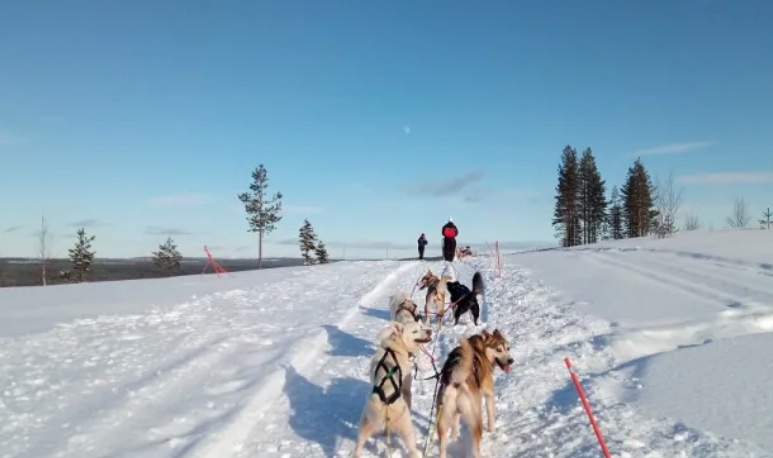 excursion-en-chien-de-traineau-a-rovaniemi-paysage-neige