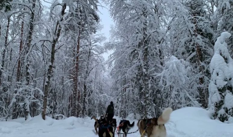 foret-excursion-chien-de-traineau-rovaniemi