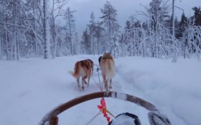 Excursion en chien de traineau à Rovaniemi