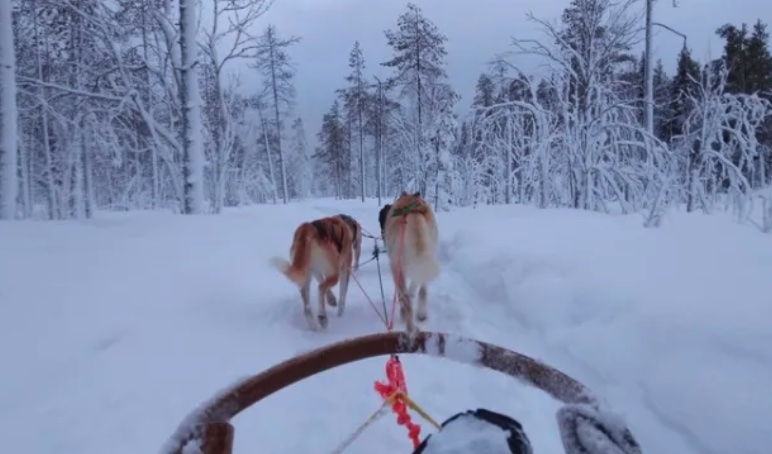 sortie-chien-de-traineau-rovaniemi